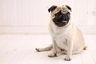 Pug Dog Wallpapers