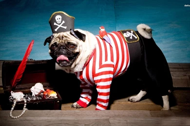 Pug In A Pirate Costume Wallpapers   Animal Wallpapers