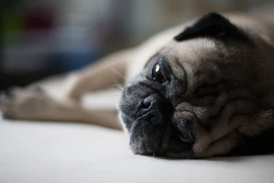 Pug Wallpapers   Animal Wallpapers