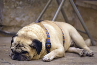Tired Pug Resting On The Ground Wallpapers 26892