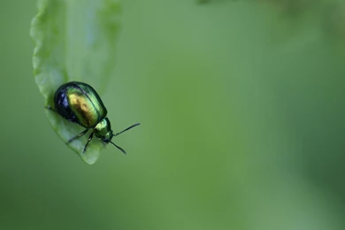 1980X1080 Wallpapers 140010