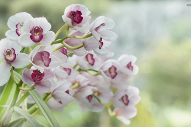 White Orchids Wallpapers   Flower Wallpapers