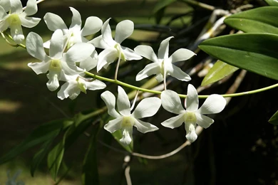 Orchid Flower, Orchids Photo Wallpapers For Your Desktop   White ...