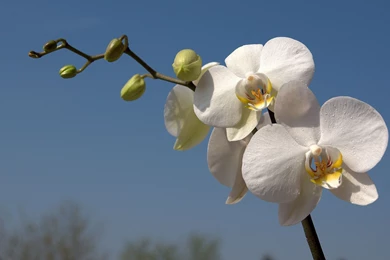 White Orchid