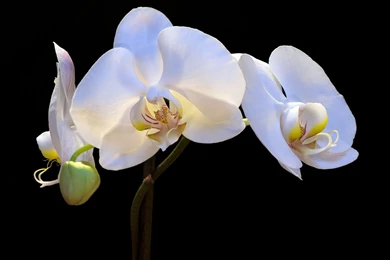 White Orchid — Crafthubs