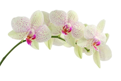 White Orchids Flower Wallpapers All Flowers Send Flowers Comments ...