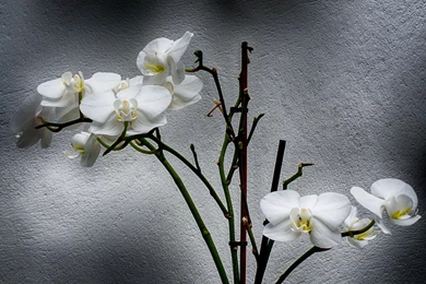 White Orchid