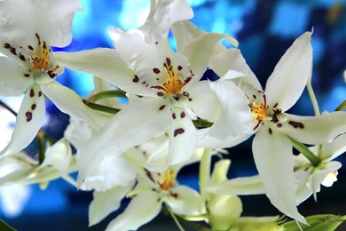 Top White Orchids Wallpapers Hd Images For Pinterest
