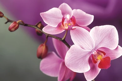Orchid Flower Colors   Wallpaper.