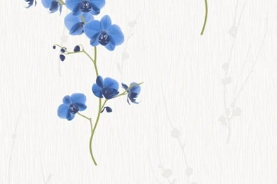 Muriva Orchid Wallpapers Blue / White (5762351)   Muriva From I ...
