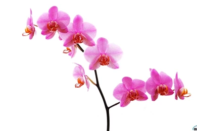 Download Wallpapers Orchid On White Backgrounds (1920 X 1200 ...