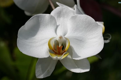 Orchids Wallpapers   Flower Wallpapers