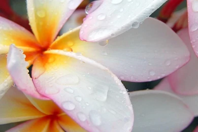 Flowers Archives   Page 12 Of 19   HD Wallpapers Source