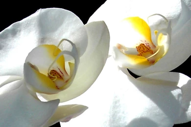 Download Wallpapers 3840x2400 Flower, White Orchid, Petals Ultra HD ...