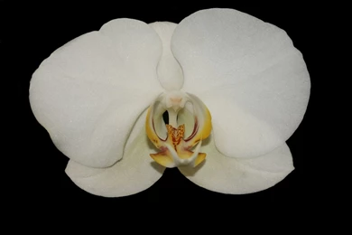 White Orchid   Desktop Wallpapers