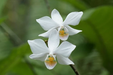 White_orchids dsc00042 wp.jpg