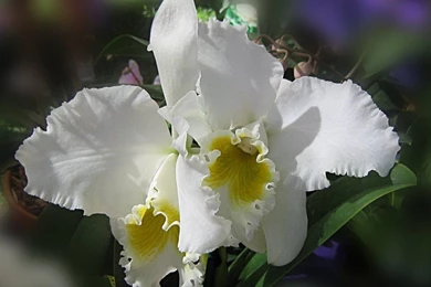 Big_white_orchid_wallpaper_1024x768_1413.jpg