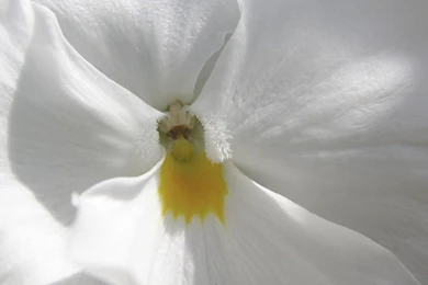 White Orchid Wallpapers   Free Wide HD Wallpapers