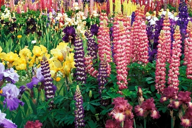 Flower Garden Wallpapers