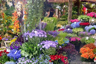 Beautiful Flower Garden Wallpapers   HD Wallpapers Lovely