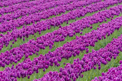 Beautiful Purple Tulips Flower Garden Wallpape