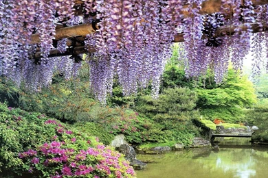 Flowers Garden Pond Wisteria hd wallpapers free
