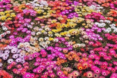 Nature Flowers Garden Petals Colors Abstract Plants Free Desktop ...