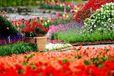 Colorful Flower Garden Wallpapers   Flower Wallpapers