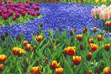 1680x1050 Flowers Flower Beds Garden Desktop Wallpaper