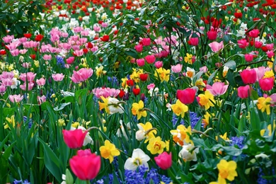 Full color flower wallpapers hd color full flowers garden.jpg
