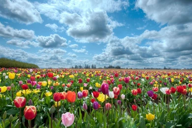 Flower Wallpapers Full HD