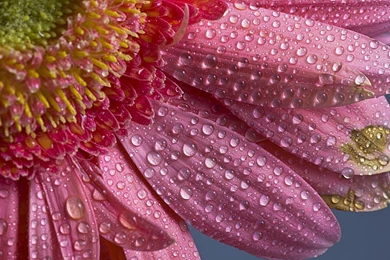 Flower water drops hd wallpapers cool hd images full.jpg