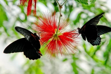 Red Flowers HD Desktop Wallpapers ~ Toptenpack.com