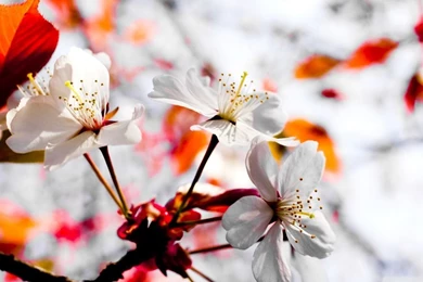 Spring Season Flowers HD Desktop Wallpapers : High Definition ...