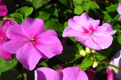 Impatiens Flower Wallpapers Wide