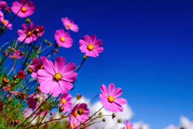 Flowers wallpapers for desktop background full screen