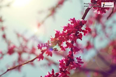 Blossoms Flower Wallpapers   Photo 179 Of 329