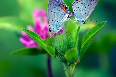 Butterfly Flower Wallpapers : Desktop : iPhone : Tablet