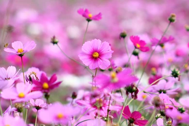Beautiful Flower Wallpapers For Desktop Full Screen ...