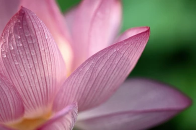 Gallery For   Mac Desktop Backgrounds Flower