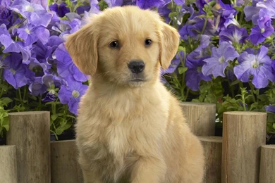 Cute Dog Wallpapers Mac 187 The Dog Wallpapers Best The Dog ...