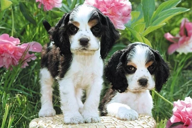 Windows Wallpaper, Dogs