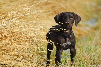 Dog Wallpapers   Dogs Wallpapers (14050935)   Fanpop