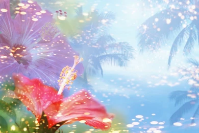 Wedding Backgrounds   4   Wallpapers   FreezeWall