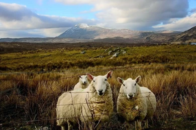 Scottish Sheep Photo, Scotland Wallpapers – National Geographic ...