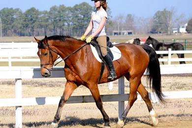 9 Horse Riding HD Wallpapers