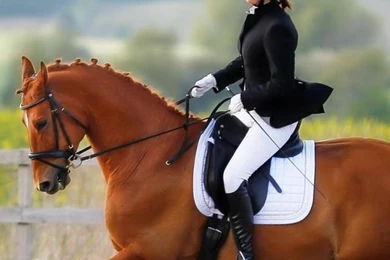 Download Wallpapers 640x1136 Horse, Rider, Equestrian iPhone 5S, 5C ...