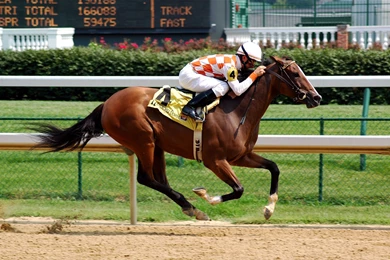 Download Wallpapers 2560x1600 Horse, Riding, Racing, Mud 2560x1600 ...