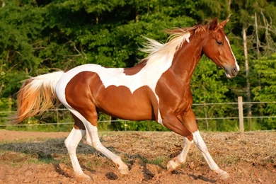 Riding Horse Wallpapers And Images   Wallpapers, Pictures, Photos