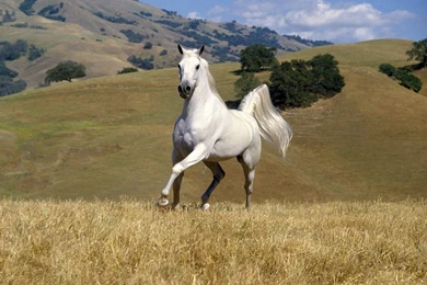 White Horse On Riding Natural Picture And Photo